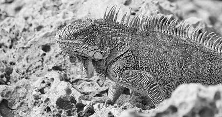 Image showing Green iguana