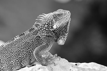 Image showing Green iguana