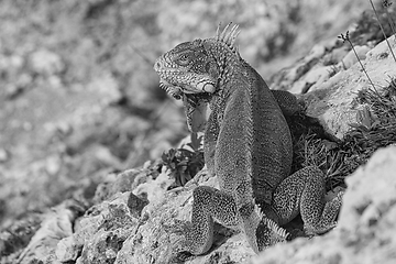 Image showing Green iguana