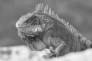 Image showing Green iguana