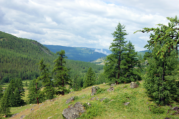 Image showing Colorful year landscape with mountain and wood