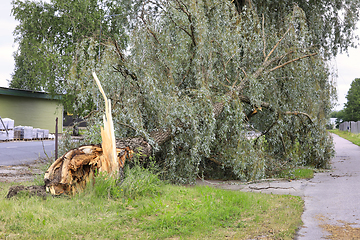 Image showing Fallen Tree by June Thunderstorm