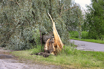 Image showing Fallen Tree by Street 