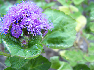 Image showing Ageratum