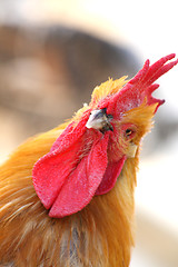 Image showing Rooster