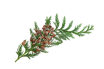 Image showing Cedar Cypress Fir Leaf Sprig with Pine Cones