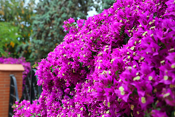 Image showing Beautiful bright branches of bougainvillea