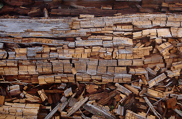 Image showing Background with collapsing trunks of fallen trees