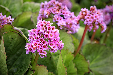 Image showing Pink Flowers of Bergenia Cordifolia