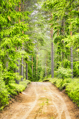 Image showing Forest Road