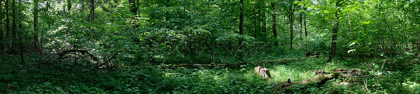 Image showing Springtime old deciduous forest panorama