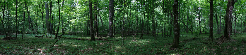 Image showing Springtime old deciduous forest panorama