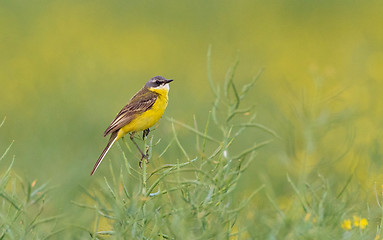 Image showing Yelow Wagtail (Motacilla flava) in spring