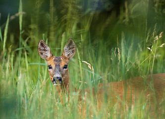 Image showing Female Roe Deer portrait