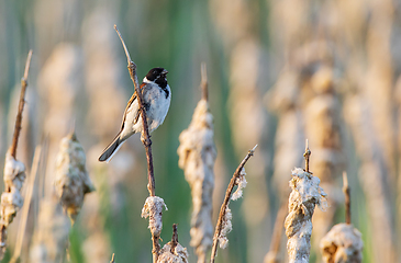 Image showing Common reed bunting(Schoeniclus schoeniclus) on reed