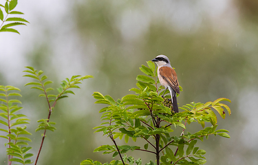 Image showing Red-backed Shrike (Lanius collurio) male in tree