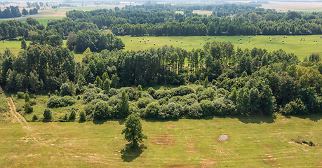 Image showing Green meadows and trees landscape from aerial