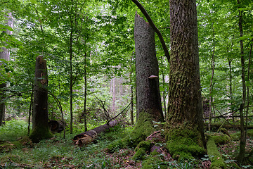 Image showing Summertime deciduous forest wit dead spruce trees