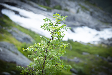 Image showing Norwegian Water Fall