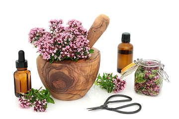 Image showing Oregano Herb for Essential Oil