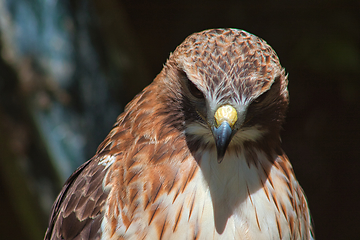 Image showing Ferruginous hawk (Buteo regalis)