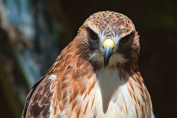 Image showing Ferruginous hawk (Buteo regalis)