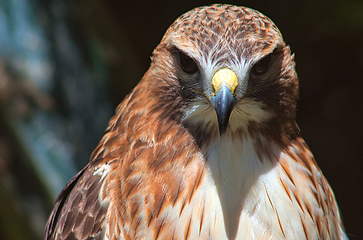 Image showing Ferruginous hawk (Buteo regalis)