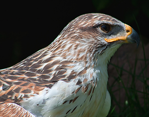 Image showing Ferruginous hawk (Buteo regalis)