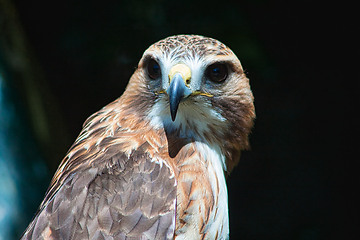 Image showing Ferruginous hawk (Buteo regalis)