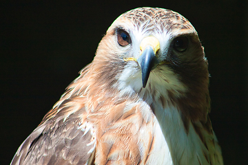 Image showing Ferruginous hawk (Buteo regalis)