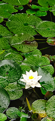 Image showing Water lily