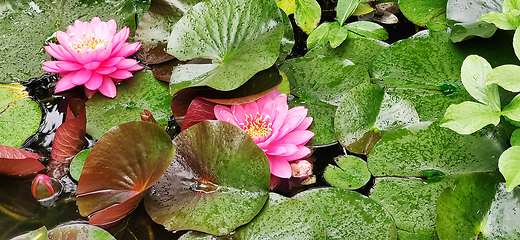 Image showing Water lily