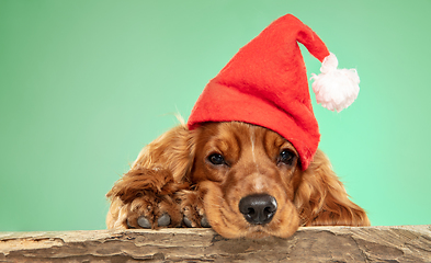 Image showing Studio shot of english cocker spaniel dog isolated on green studio background