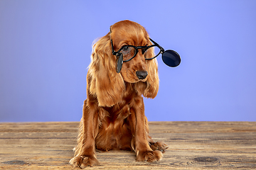 Image showing Studio shot of english cocker spaniel dog isolated on blue studio background