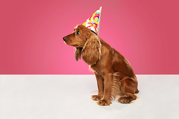 Image showing Studio shot of english cocker spaniel dog isolated on pink studio background