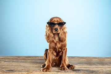 Image showing Studio shot of english cocker spaniel dog isolated on blue studio background