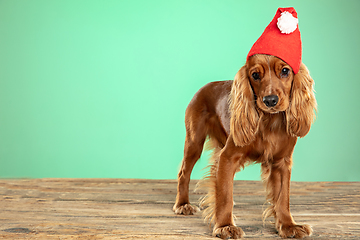 Image showing Studio shot of english cocker spaniel dog isolated on green studio background