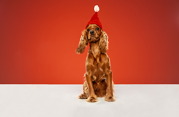 Image showing Studio shot of english cocker spaniel dog isolated on red studio background