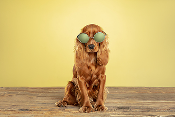 Image showing Studio shot of english cocker spaniel dog isolated on yellow studio background