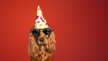 Image showing Studio shot of english cocker spaniel dog isolated on red studio background