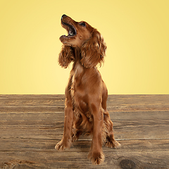 Image showing Studio shot of english cocker spaniel dog isolated on yellow studio background