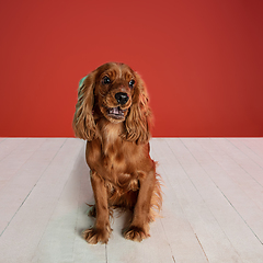 Image showing Studio shot of english cocker spaniel dog isolated on red studio background