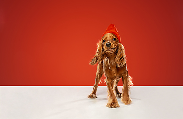 Image showing Studio shot of english cocker spaniel dog isolated on red studio background