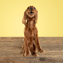 Image showing Studio shot of english cocker spaniel dog isolated on yellow studio background