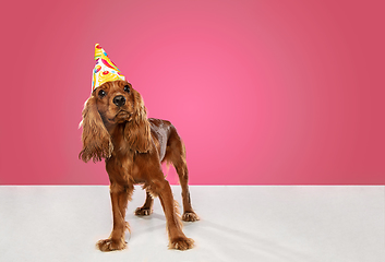 Image showing Studio shot of english cocker spaniel dog isolated on pink studio background