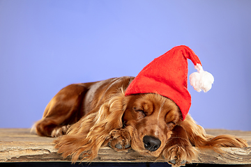 Image showing Studio shot of english cocker spaniel dog isolated on purple studio background