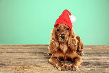 Image showing Studio shot of english cocker spaniel dog isolated on green studio background