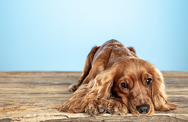 Image showing Studio shot of english cocker spaniel dog isolated on blue studio background