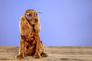 Image showing Studio shot of english cocker spaniel dog isolated on purple studio background