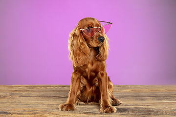 Image showing Studio shot of english cocker spaniel dog isolated on purple studio background